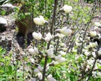 baptisia alba 3r.jpg